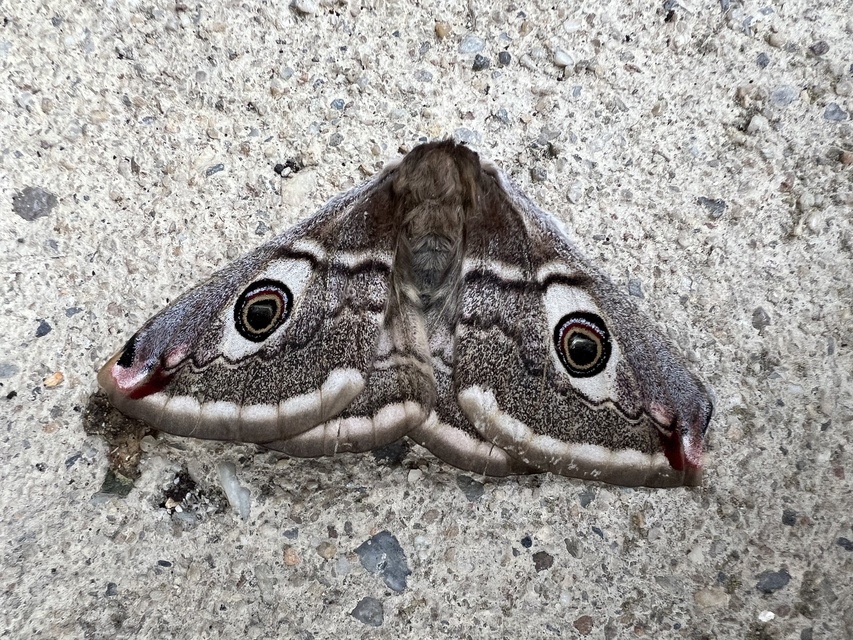 Saturnia pavoniella/pavonia