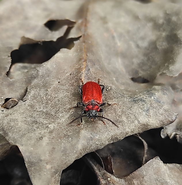 Pyrrhidium sanguineum - tűzpiros facincér