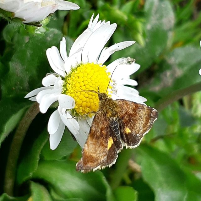 Panemeria tenebrata - apró sárgabagoly