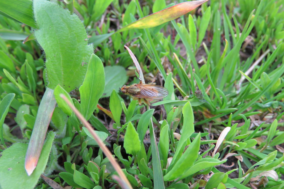 Scathophaga stercoraria - közönséges trágyalégy