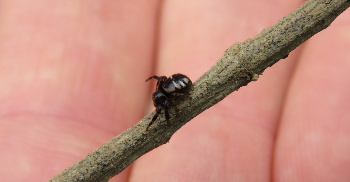 Synema globosum/ornatum