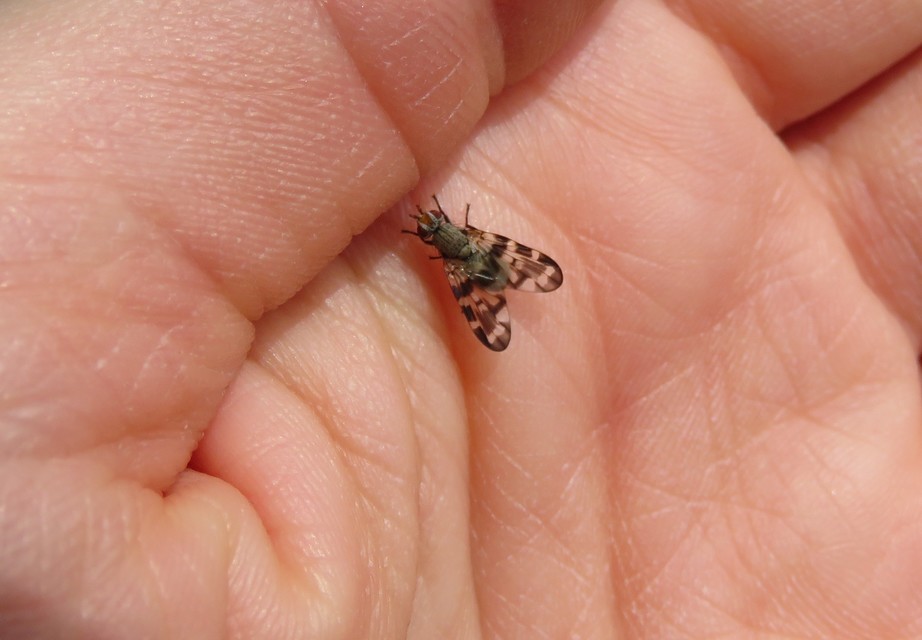 Otites centralis/guttata