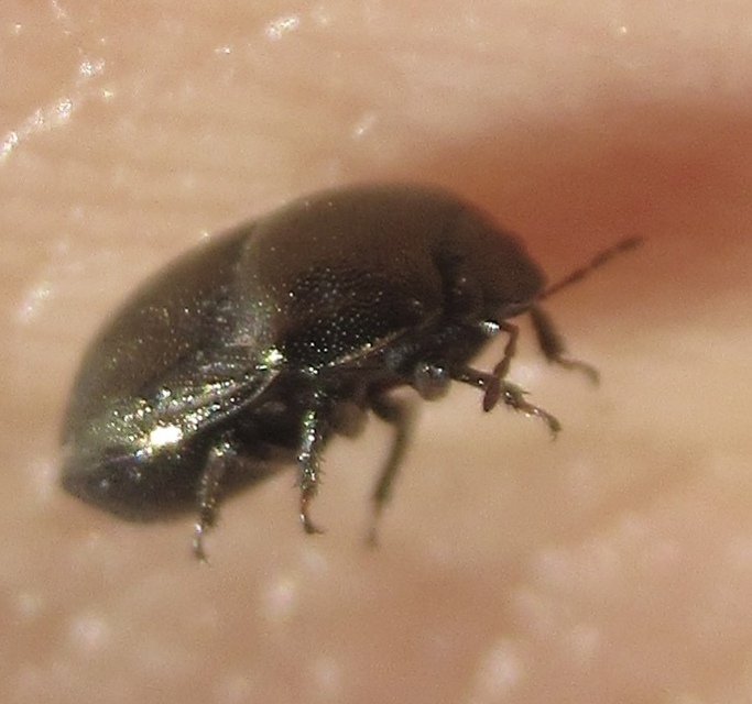 Thyreocoris scarabaeoides - fémes földipoloska