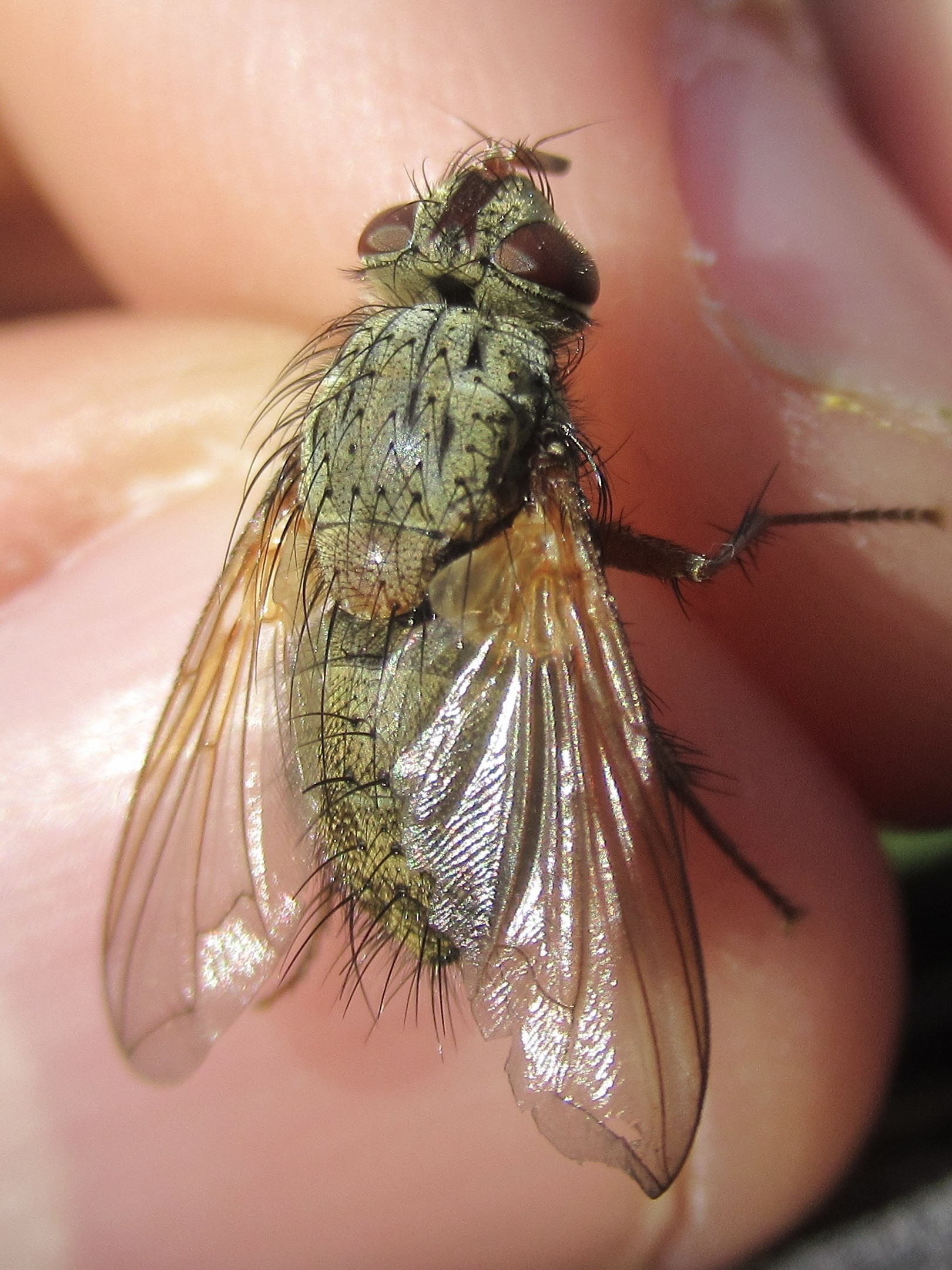Phryno vetula