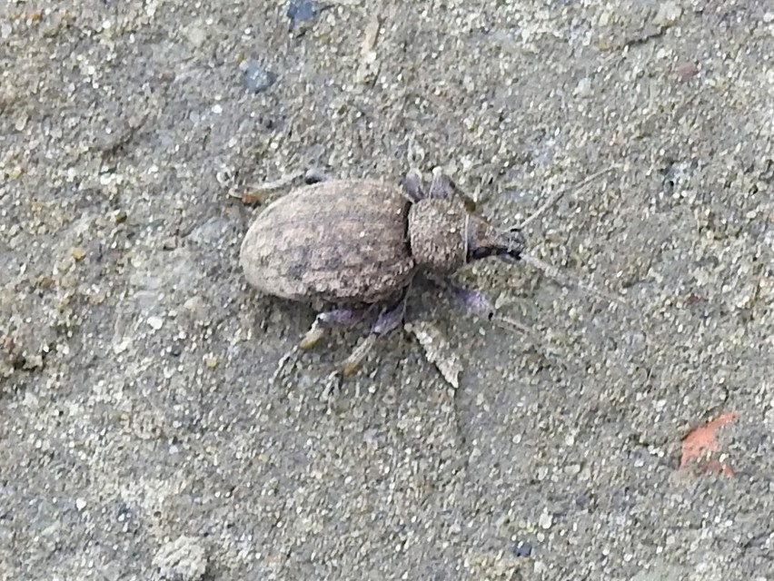 Otiorhynchus ligustici - vincellér-gyalogormányos