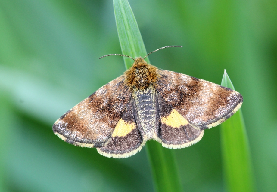 Panemeria tenebrata - apró sárgabagoly