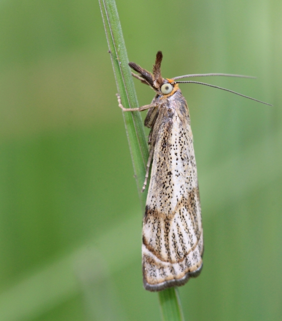 Thisanotia chrysonuchella - tavaszi fűgyökérmoly