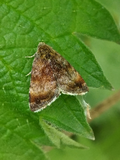 Panemeria tenebrata - apró sárgabagoly