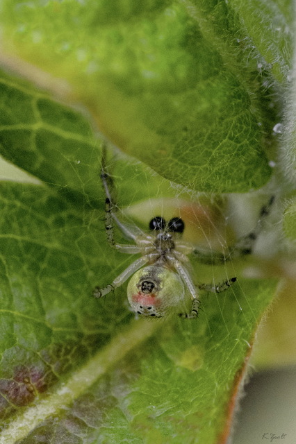 Araniella