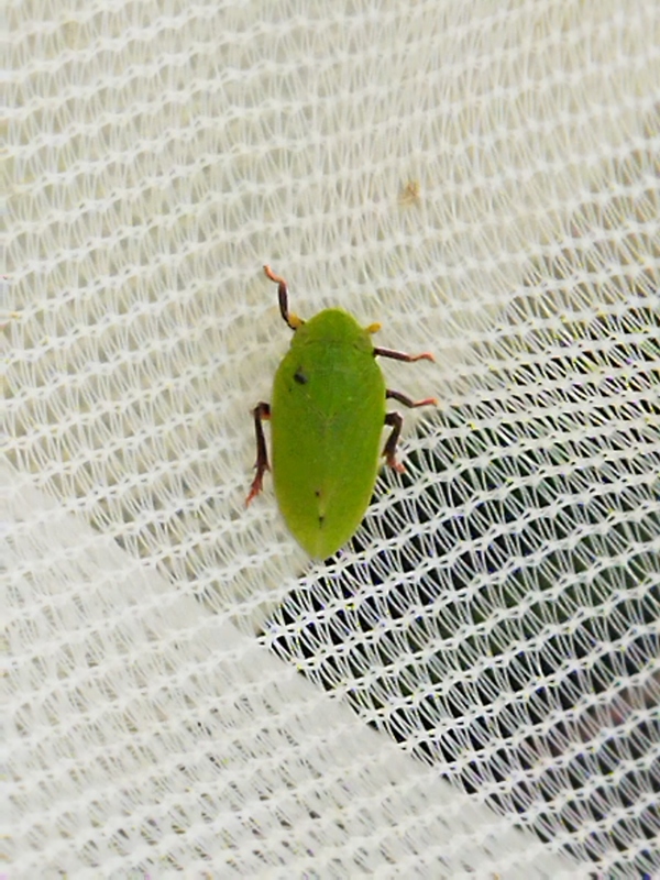Tettigometra virescens