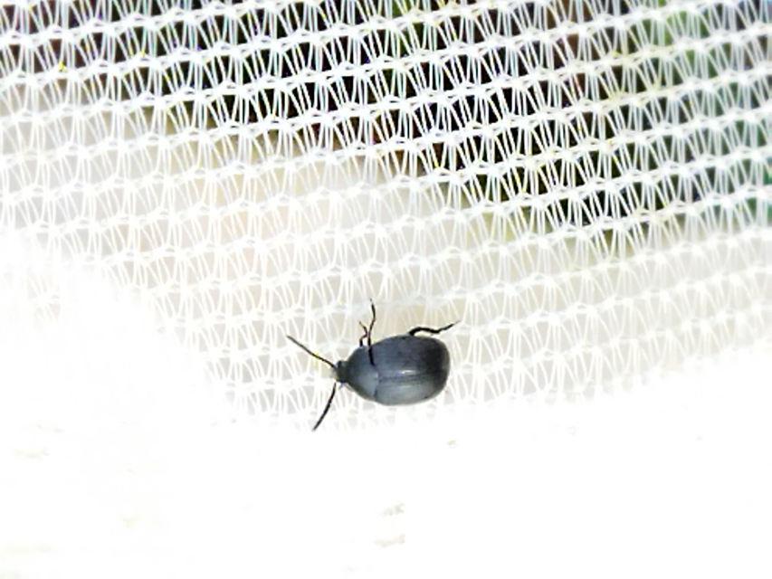Spermophagus