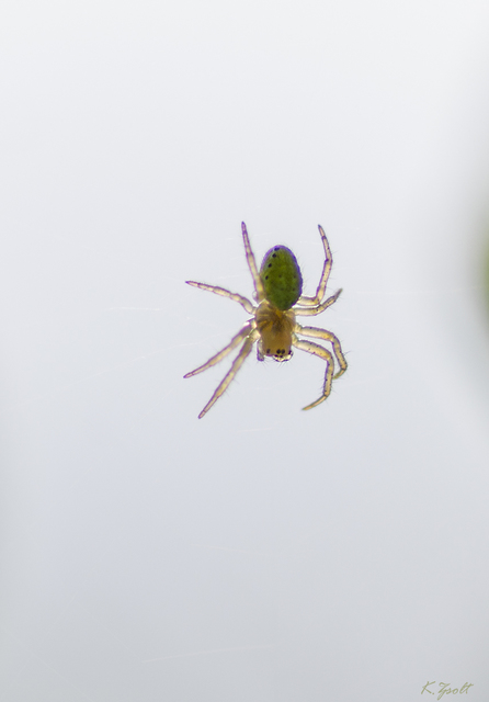 Araniella