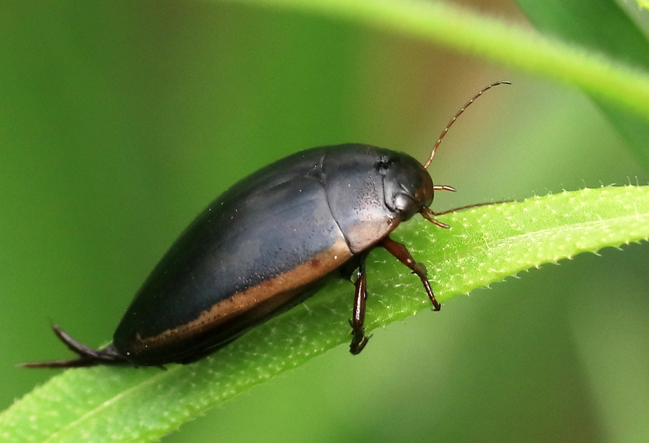 Hydaticus seminiger - fekete mocsáricsíkbogár