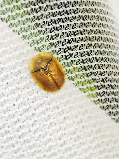 Hypocassida