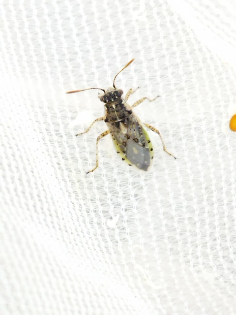 Brachycarenus tigrinus - rövidfejű üvegszárnyú-poloska