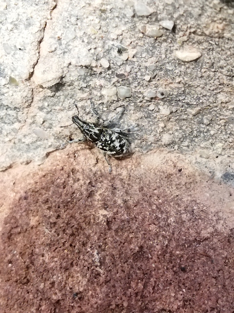 Cyphocleonus dealbatus - márványos barkó
