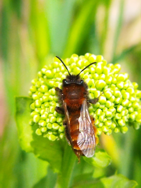 Andrena fulva - sárga bányászméh