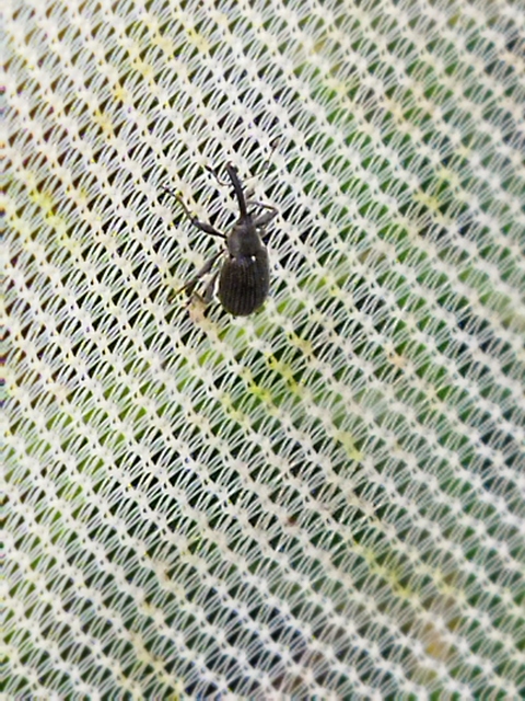 Anthonomus rubi - szamóca-bimbólikasztó Anthonomus rubi - szamóca-bimbólikasztó