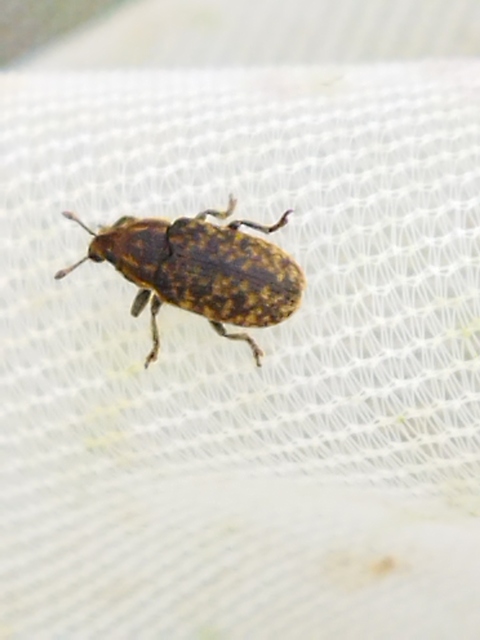 Rhinocyllus conicus - tömpeorrú barkó