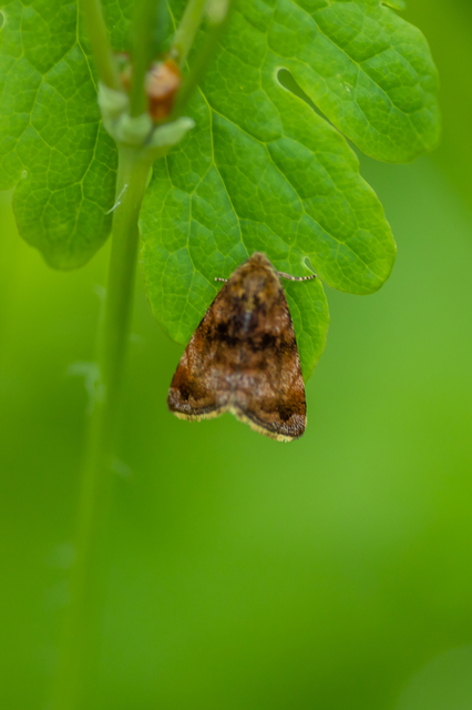 Panemeria tenebrata - apró sárgabagoly