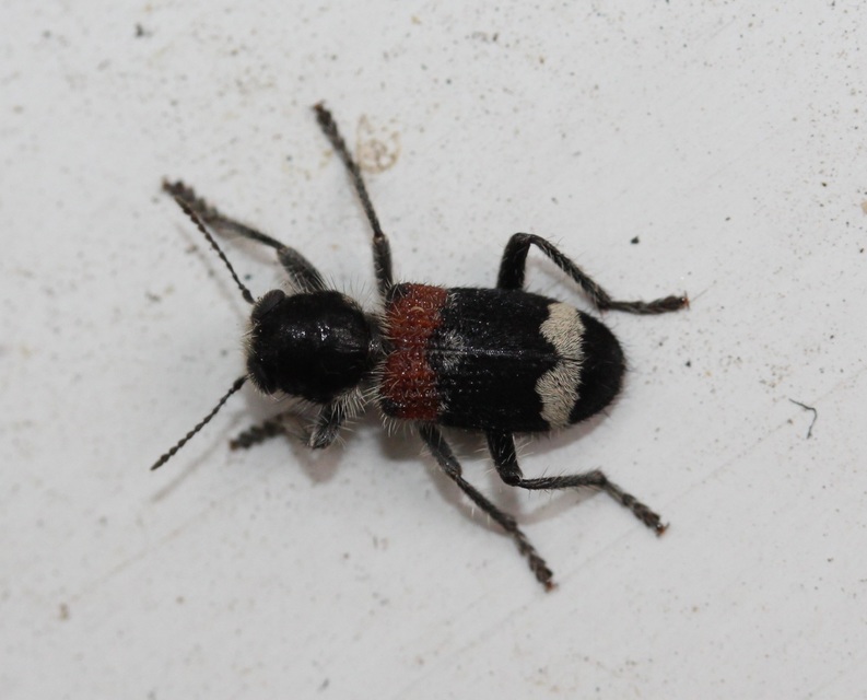 Clerus mutillarius - feketenyakú szúfarkas