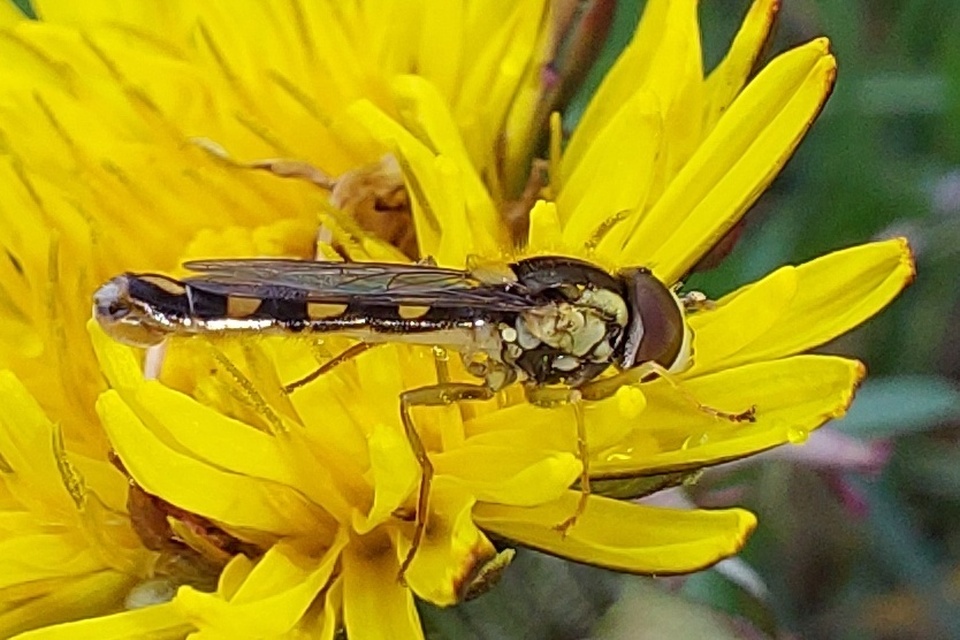 Sphaerophoria