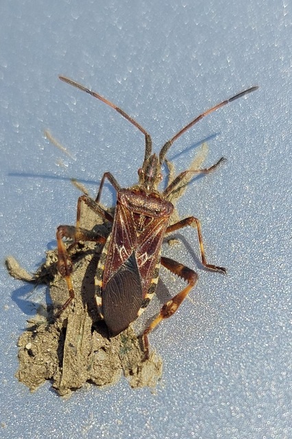 Leptoglossus occidentalis - nyugati levéllábú poloska Leptoglossus occidentalis - nyugati levéllábú poloska