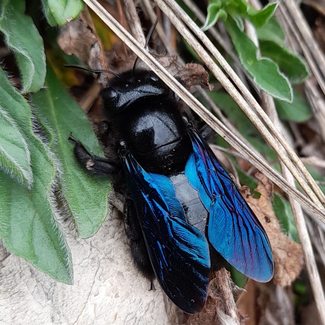 Xylocopa valga - gyakori fadongó