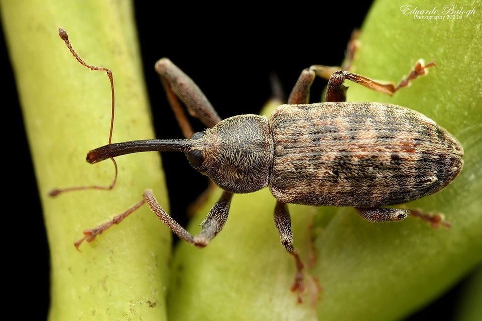 Dorytomus longimanus - kétalakú hangormányos