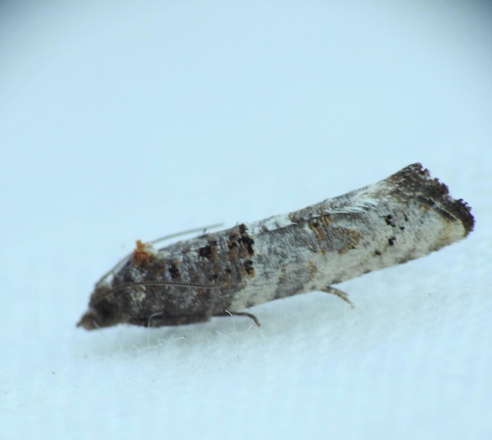 Phaneta pauperana - gyepűrózsa-tükrösmoly