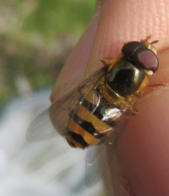 Epistrophe nitidicollis - ragyogó rétizengőlégy
