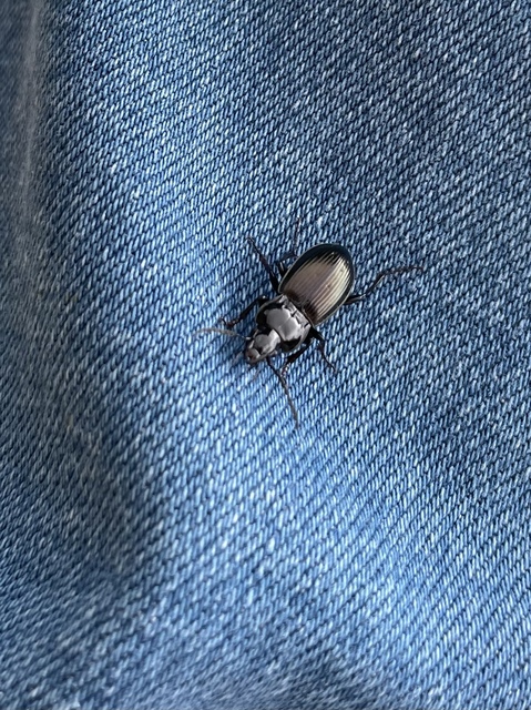 Pterostichus