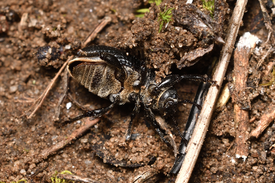 Psallidium maxillosum - fekete barkó