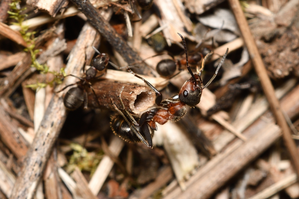 Formica pratensis - réti vöröshangya