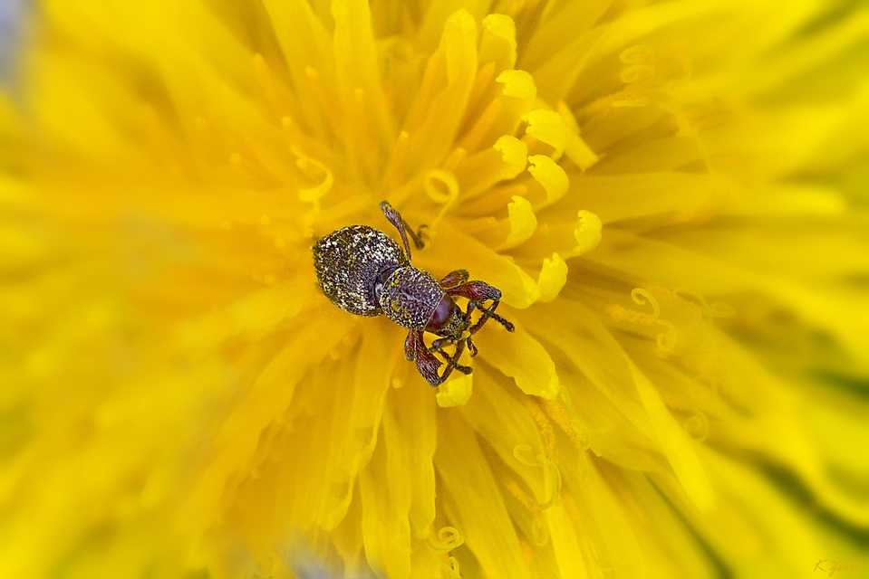 Otiorhynchus fullo - aranypikkelyes gyalogormányos