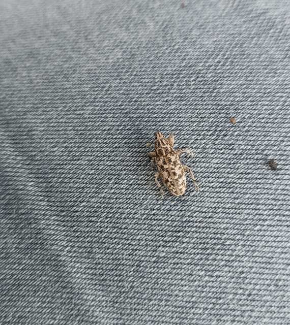 Cyphocleonus dealbatus - márványos barkó