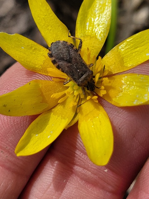 Ceraleptus gracilicornis - tüskéslábú karimáspoloska