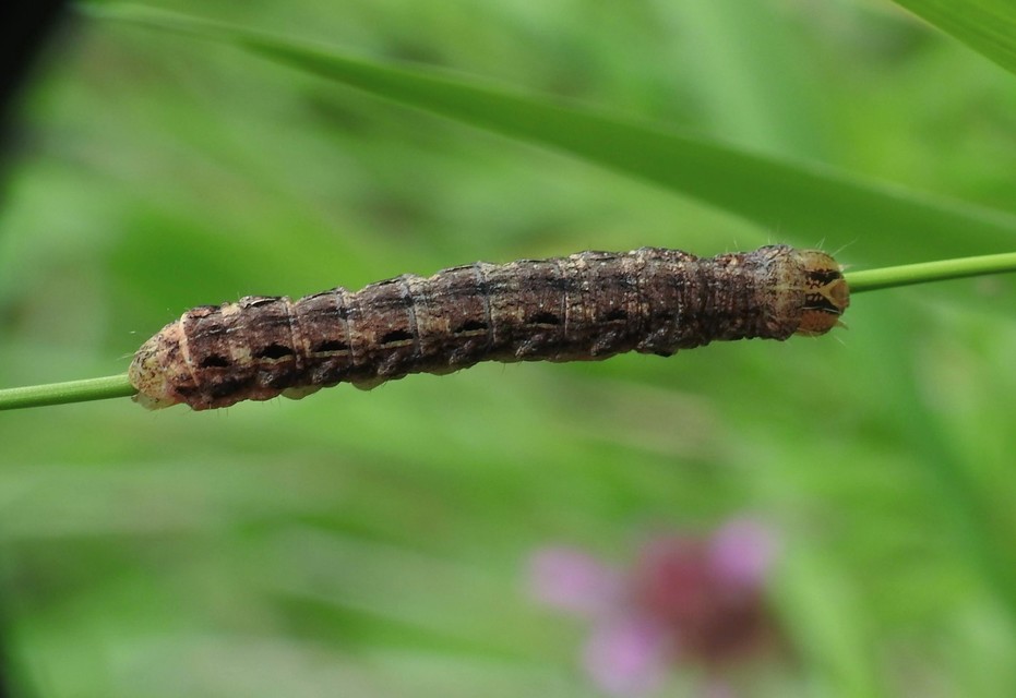 Noctua pronuba - nagy sárgafűbagoly