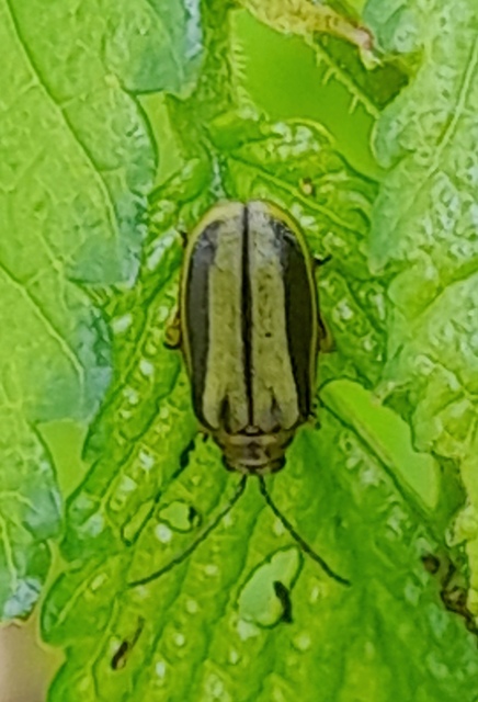 Xanthogalerucella luteola - szilfa-olajosbogár