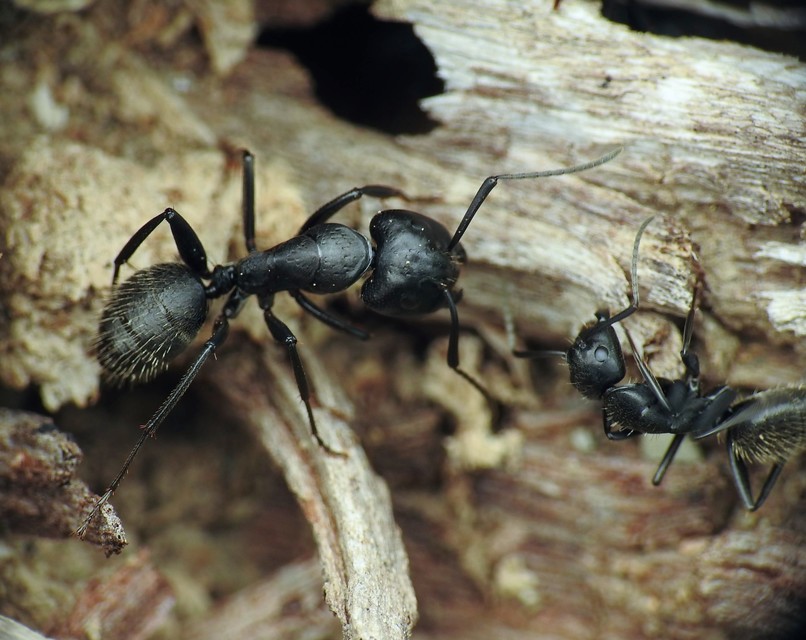 Camponotus vagus - fekete lóhangya