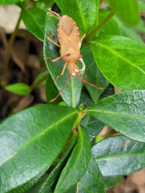 Gonocerus acuteangulatus - aranypetés karimáspoloska