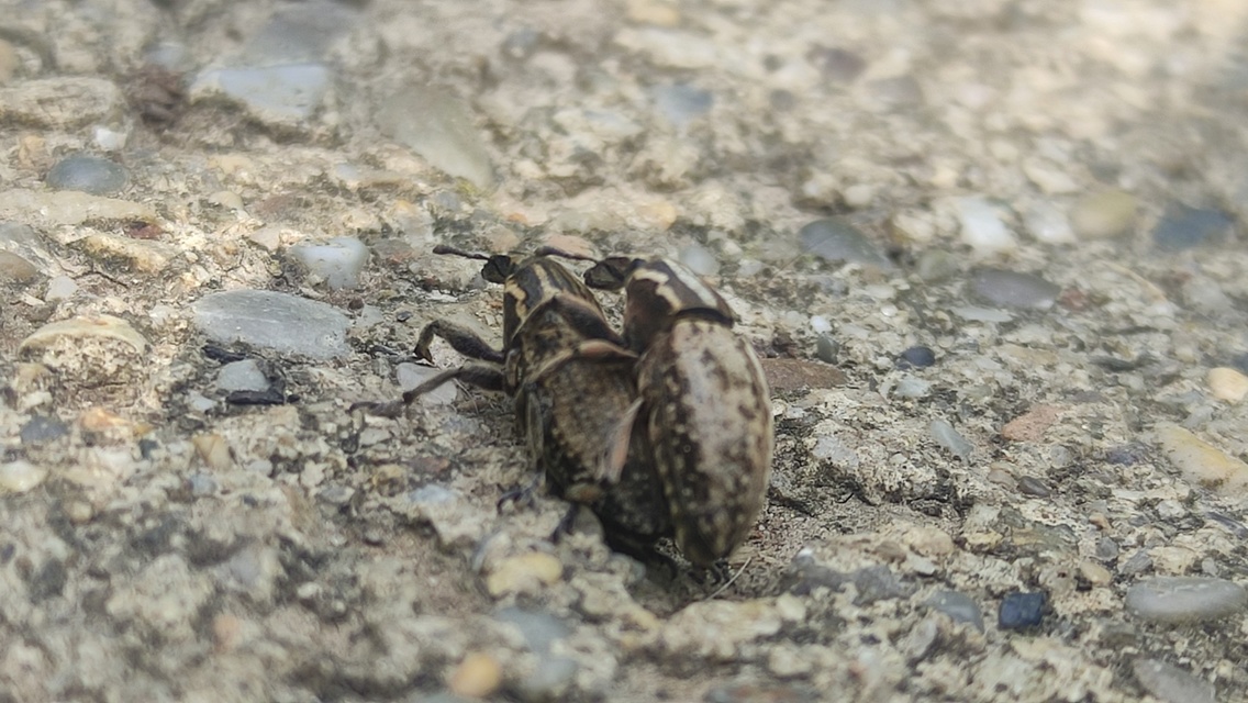 Pseudocleonus cinereus - hamvas barkó