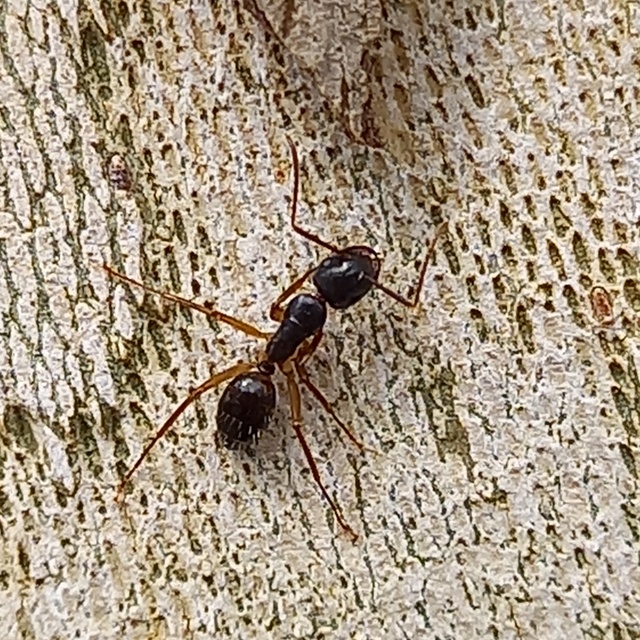 Camponotus fallax - ligeti lóhangya