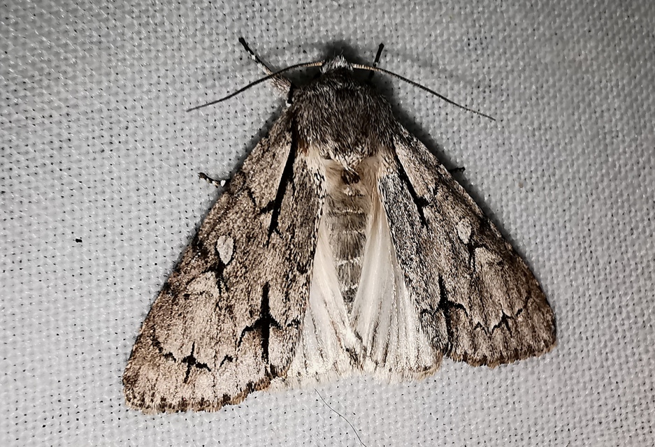 Acronicta cuspis/tridens/psi