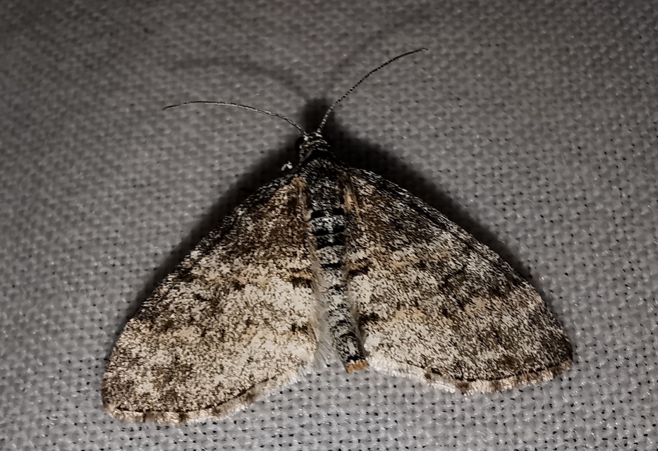 Lobophora halterata - szárnyfüggelékes araszoló