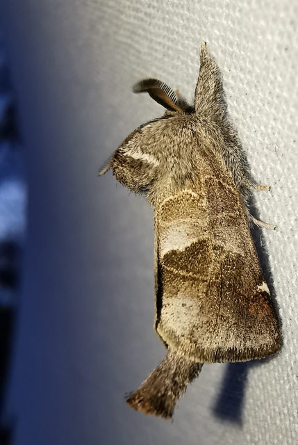Clostera pigra - apró levélszövő