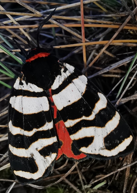 Arctia festiva - díszes medvelepke