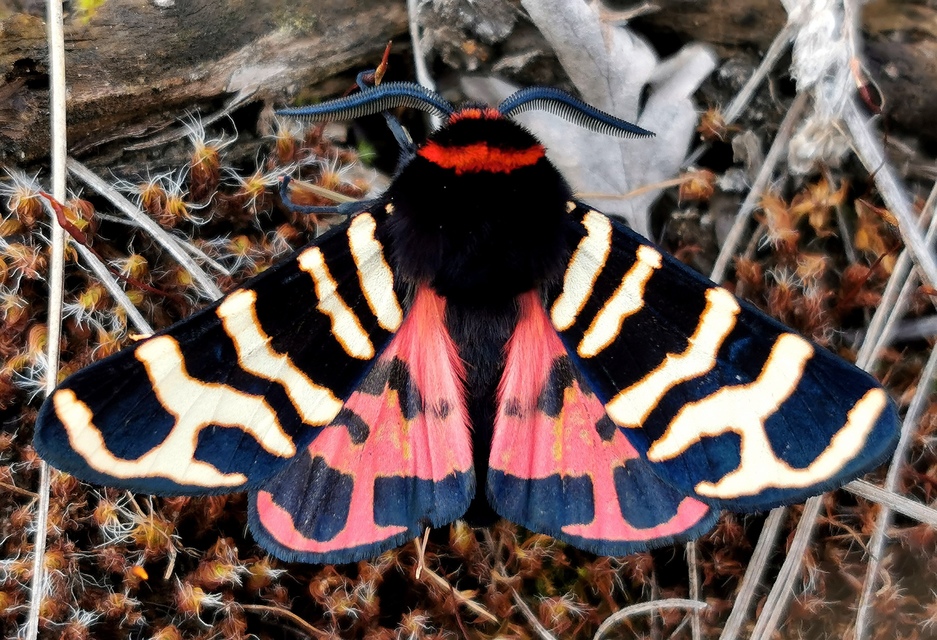 Arctia festiva - díszes medvelepke