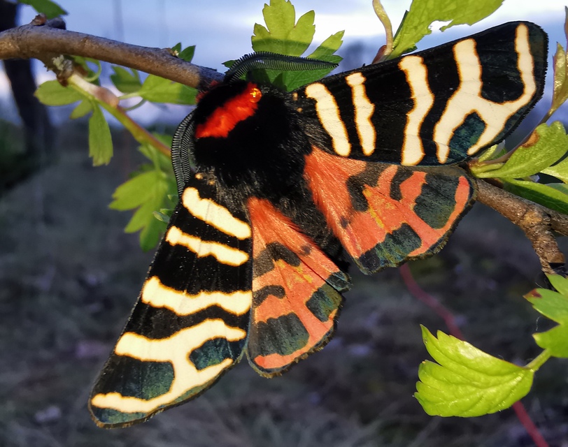 Arctia festiva - díszes medvelepke