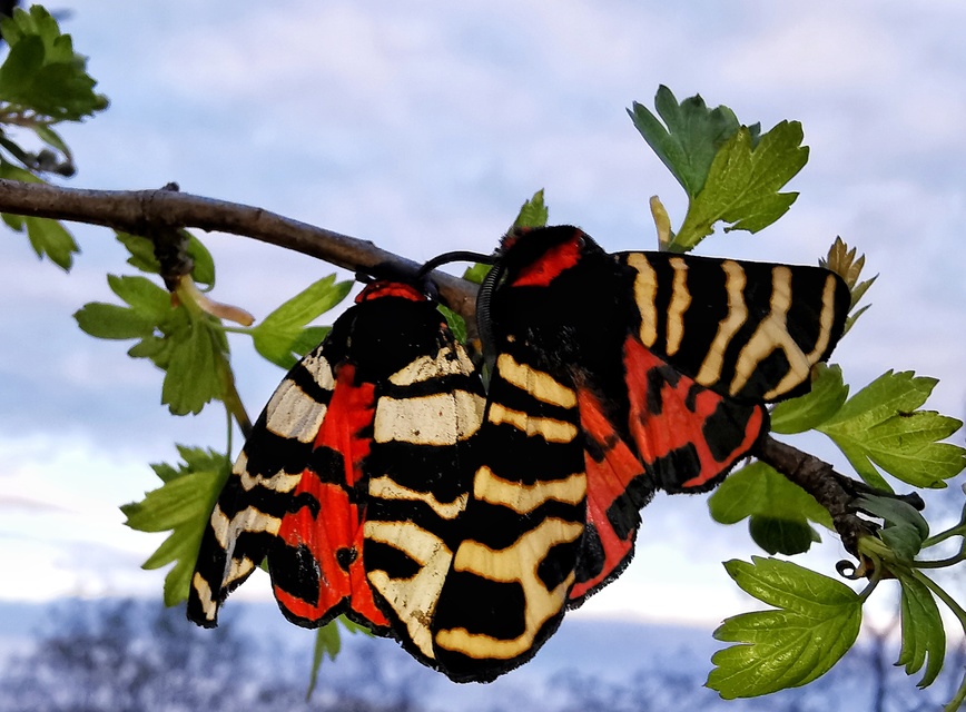 Arctia festiva - díszes medvelepke